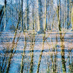 Lewis McLaughlin: Trees (Monohands)