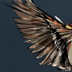 Jenn Butterworth: Little Sparrow (One in Ten) Jenn Butterworth: Little Sparrow (One in Ten)